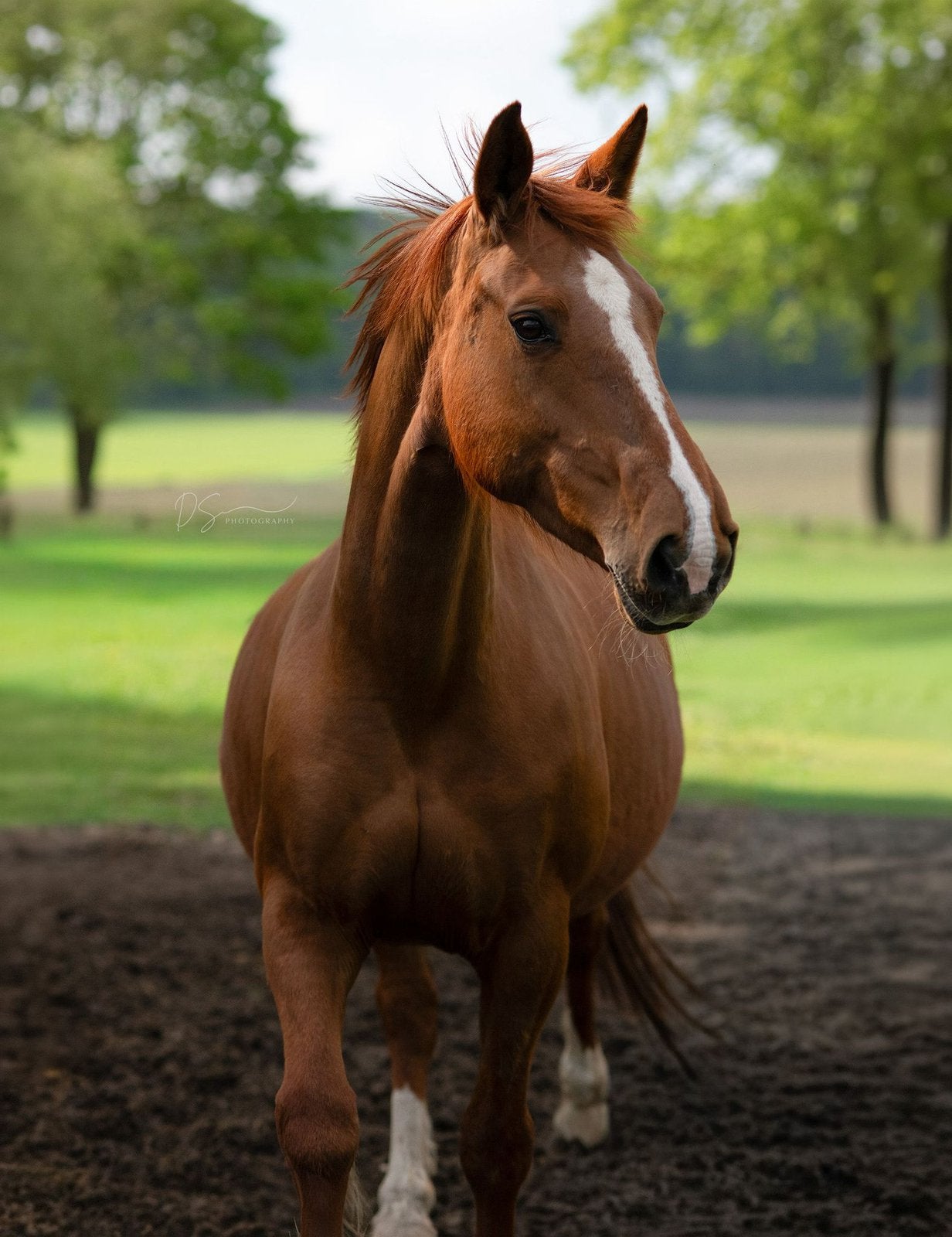 Prachtige en lieve Gelderse vosmerrie te koop, Merrie, Recreatiepaard