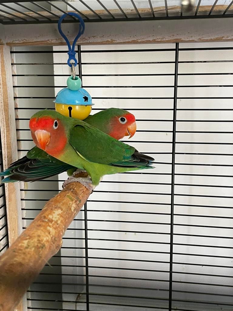 Agapornis Dwergpapegaai Lovebird Fischerie Roseicolle, Meerdere dieren, Dwergpapegaai of Agapornis