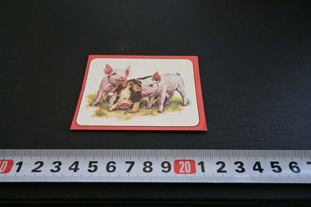 sticker panini baby zoo # 70 strip speenvarken, Ophalen, Zo goed als nieuw