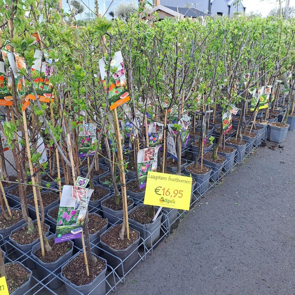Fruitbomen, veel keuze, Ophalen, Lente