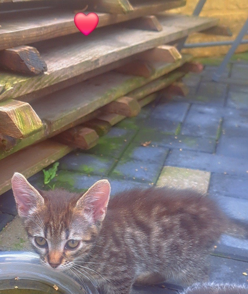 kitens, Dieren en Toebehoren, Meerdere dieren, Kortharig, 0 tot 2 jaar