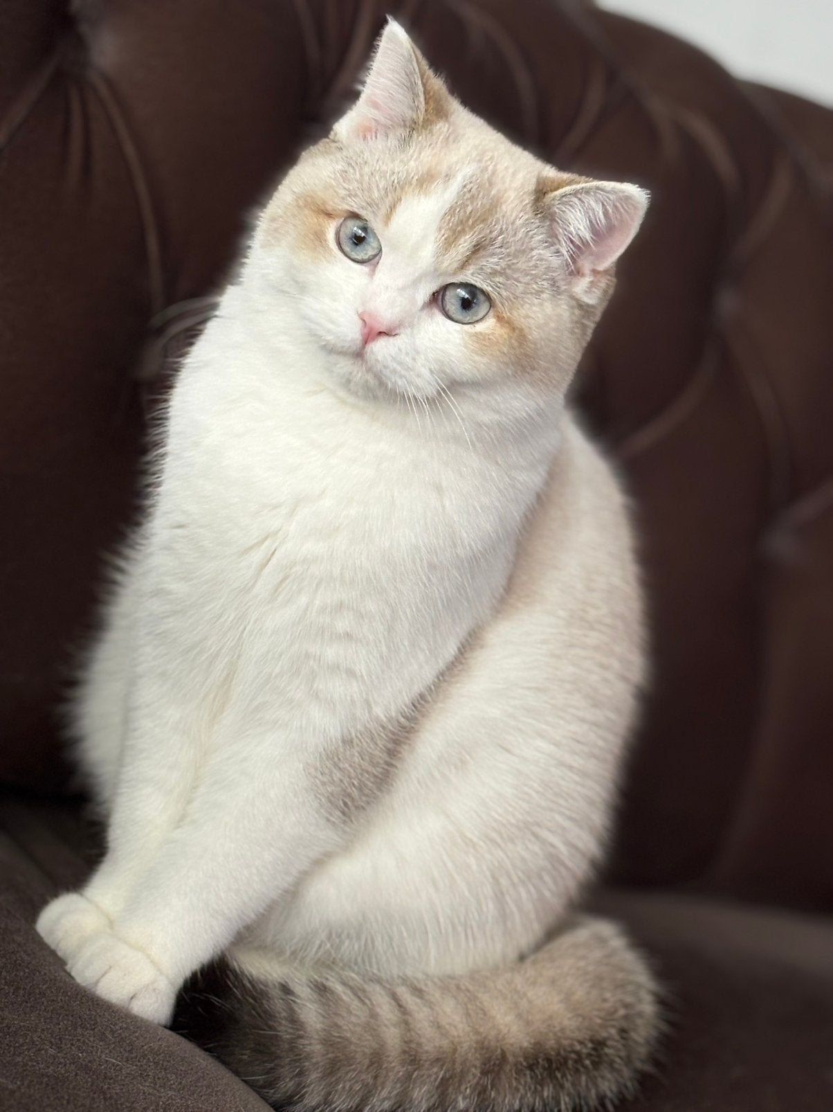 Lieve britse korthaar golden point, Dieren en Toebehoren, Kater, Ontwormd