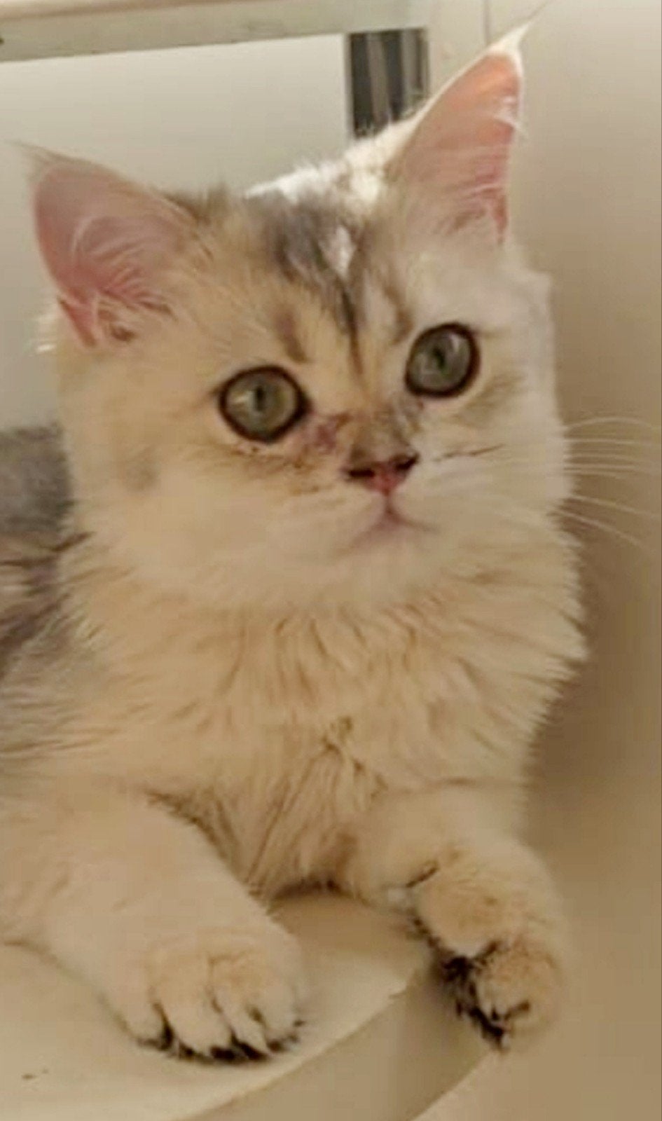 Britse  korthaar poes, Poes, Ontwormd, 0 tot 2 jaar