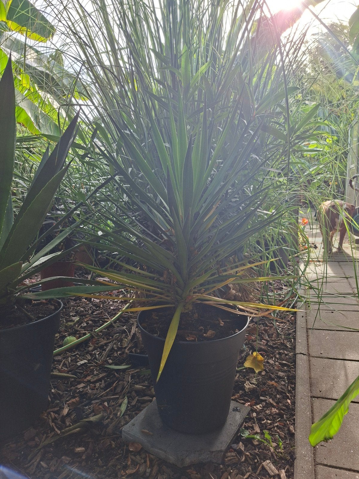 grote yukka plant, Tuin en Terras, Halfschaduw, Overige soorten, Minder dan 100 cm, Zomer