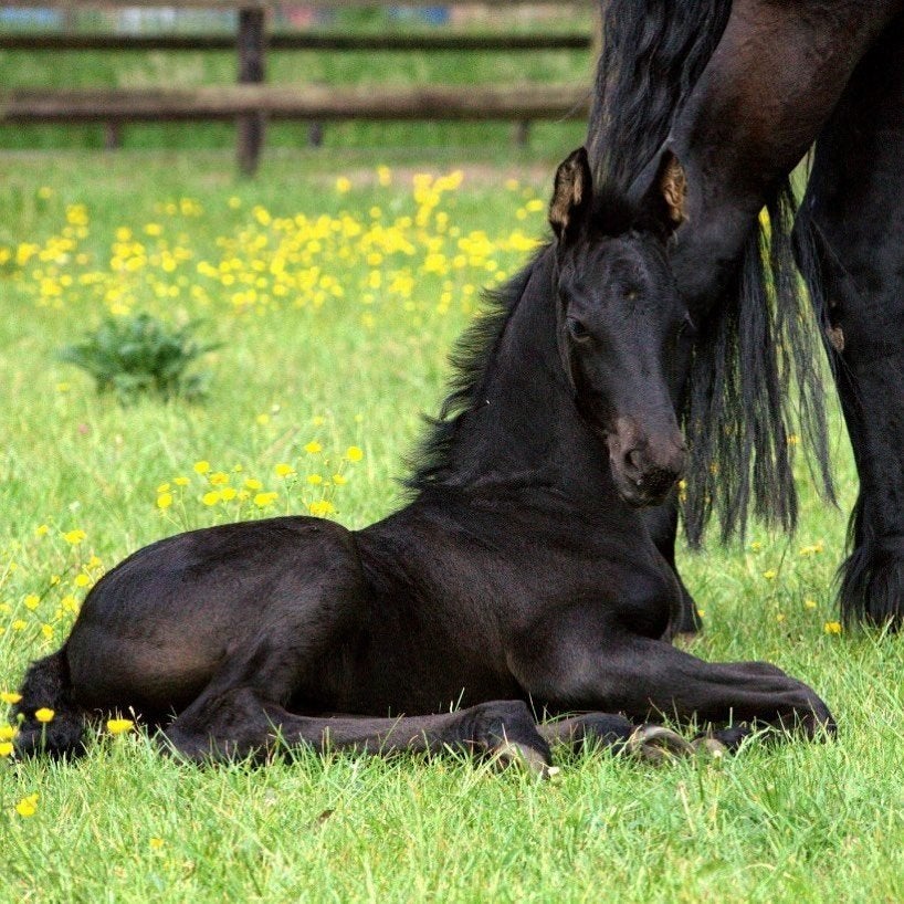Pensionstalling, Stalling, 2 of 3 paarden of pony's