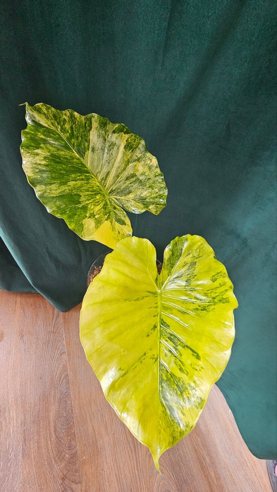 Alocasia Odora Aurea Variegata, Overige soorten, In pot, Minder dan 100 cm, Groene kamerplant