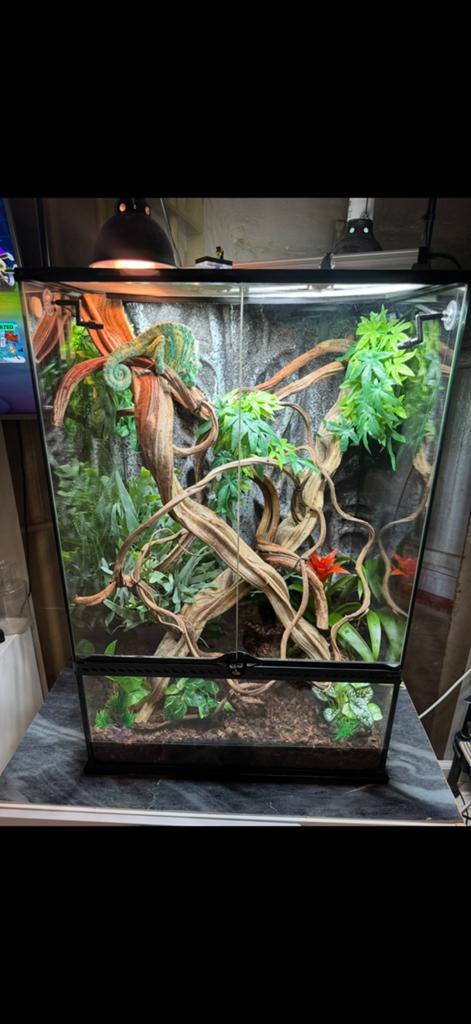 Exo terra terrarium 60x45x90 incl inrichting, meubel en lamp, Dieren en Toebehoren, Reptielen en Amfibieën | Toebehoren, Ophalen