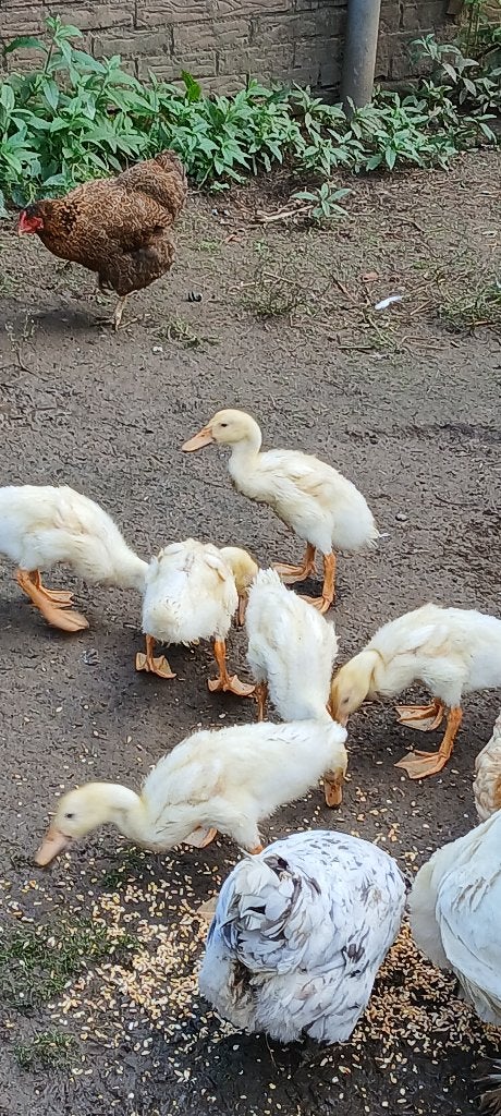 Loop eenden, Dieren en Toebehoren, Meerdere dieren, Eend