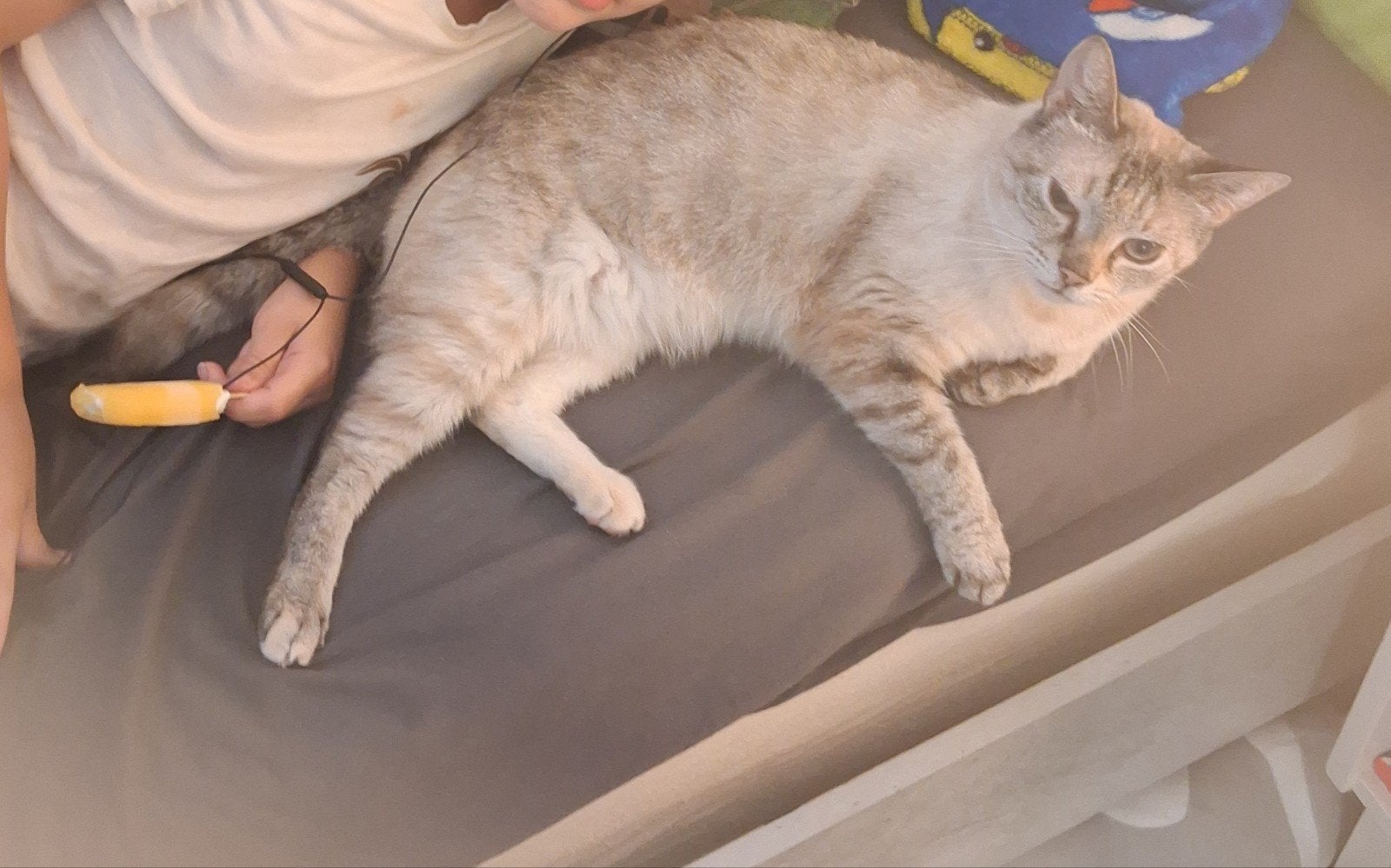 halve siamese poes 6 jaar oud., Poes, Kortharig, 6 jaar of ouder