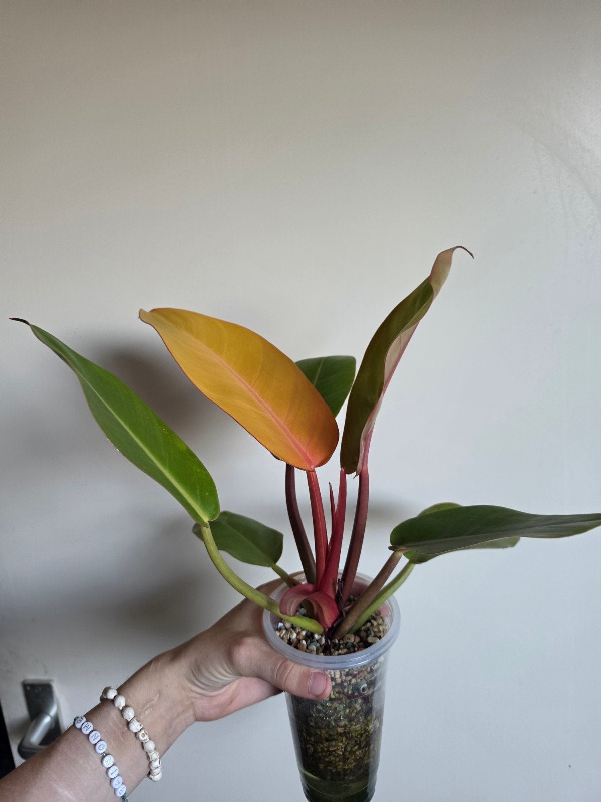 Philodendron, Ophalen of Verzenden, Overige soorten, Volle zon
