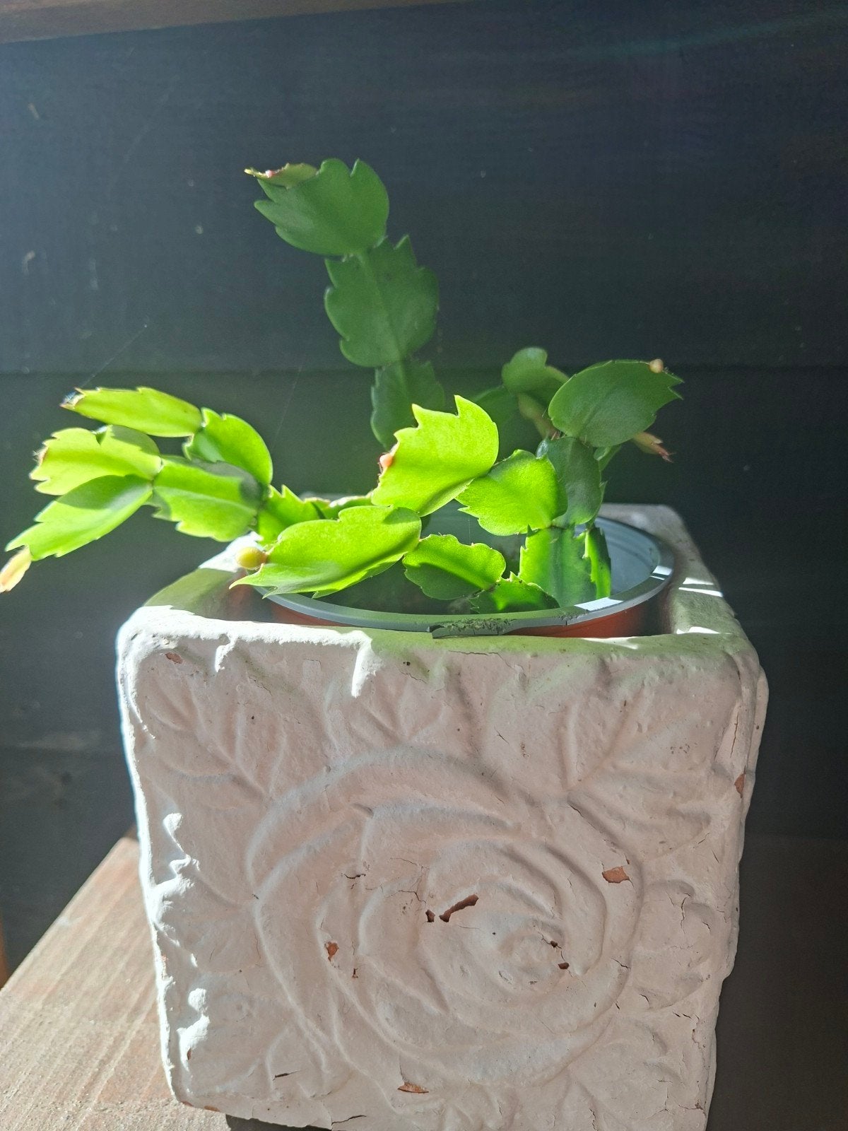 Kerstcactus in pot - Groene kamerplant, Overige soorten, In pot, Minder dan 100 cm, Groene kamerplant