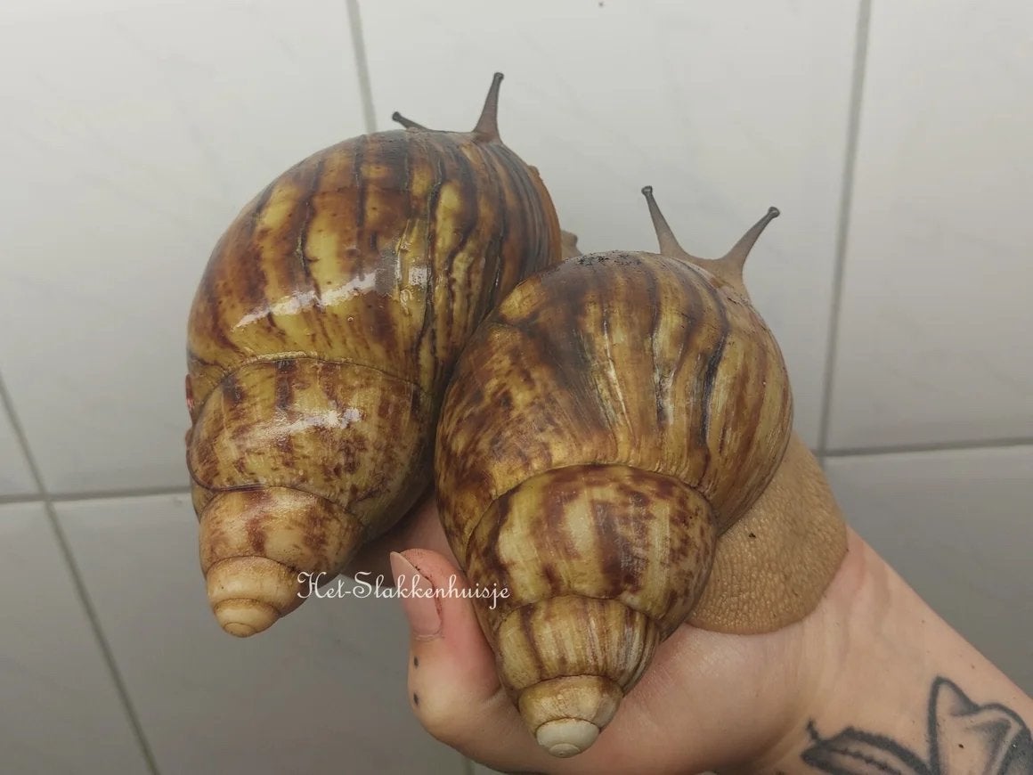 GEZOCHT! Afrikaanse reuzen slak, agaat slak, ovum slak, Juli, Meerdere dieren