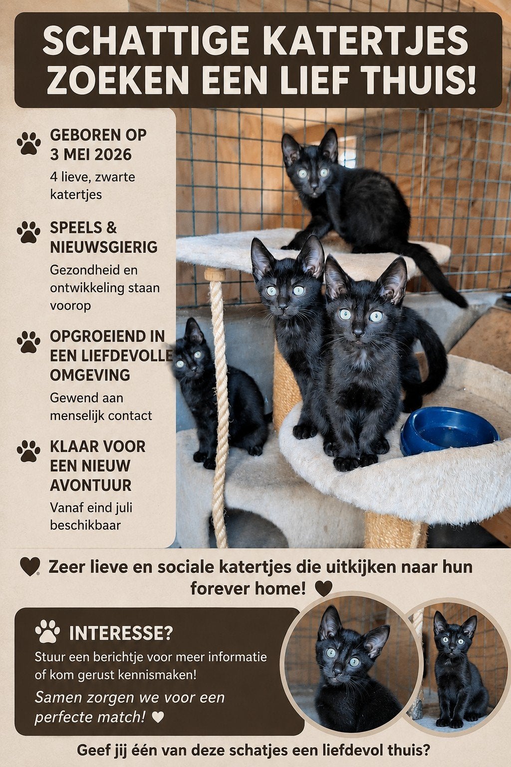 Lieve aanhankelijke kittens zoeken fijn thuis, Dieren en Toebehoren, Katten en Kittens | Overige Katten, Meerdere dieren, Kortharig