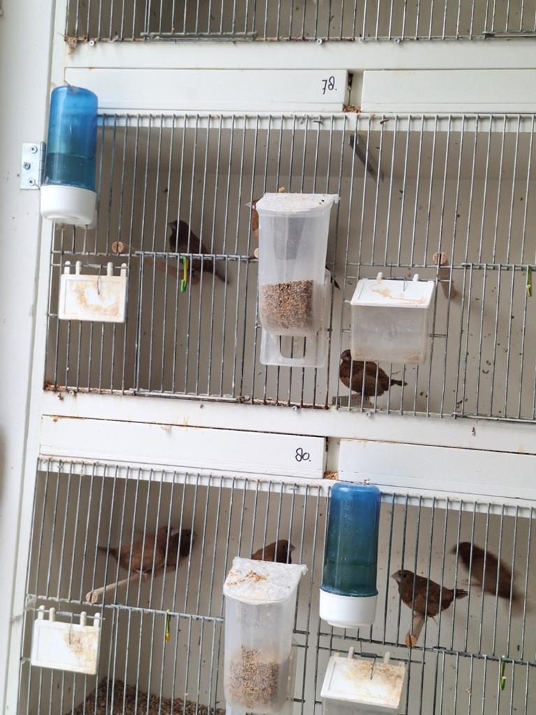 Roodbruine japanse meeuwen, Dieren en Toebehoren, Meerdere dieren, Tropenvogel, Geringd