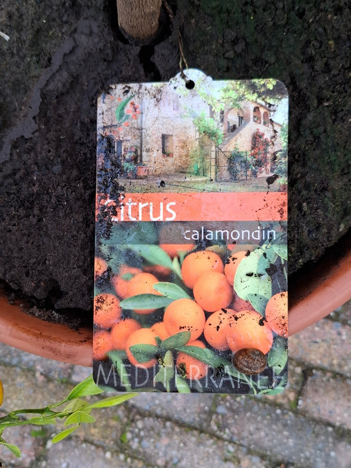Citrus Calamondin plant - Mediterrane sfeer in huis, Ophalen, Zomer, Fruitplanten, Volle zon