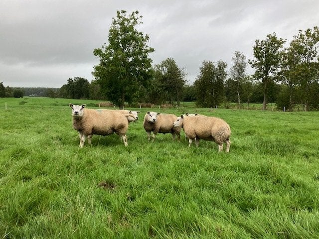 Te koop aangeboden stamboek Texelaar dekrammen, Mannelijk, Schaap, 0 tot 2 jaar