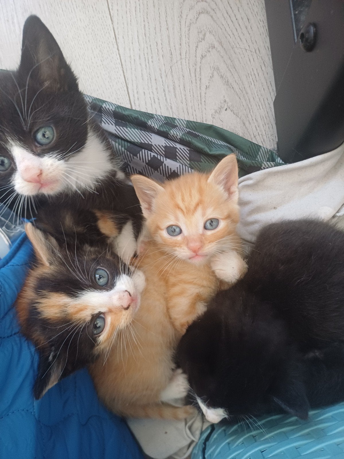 6 lief baby kittens, Kater, Kortharig, 0 tot 2 jaar