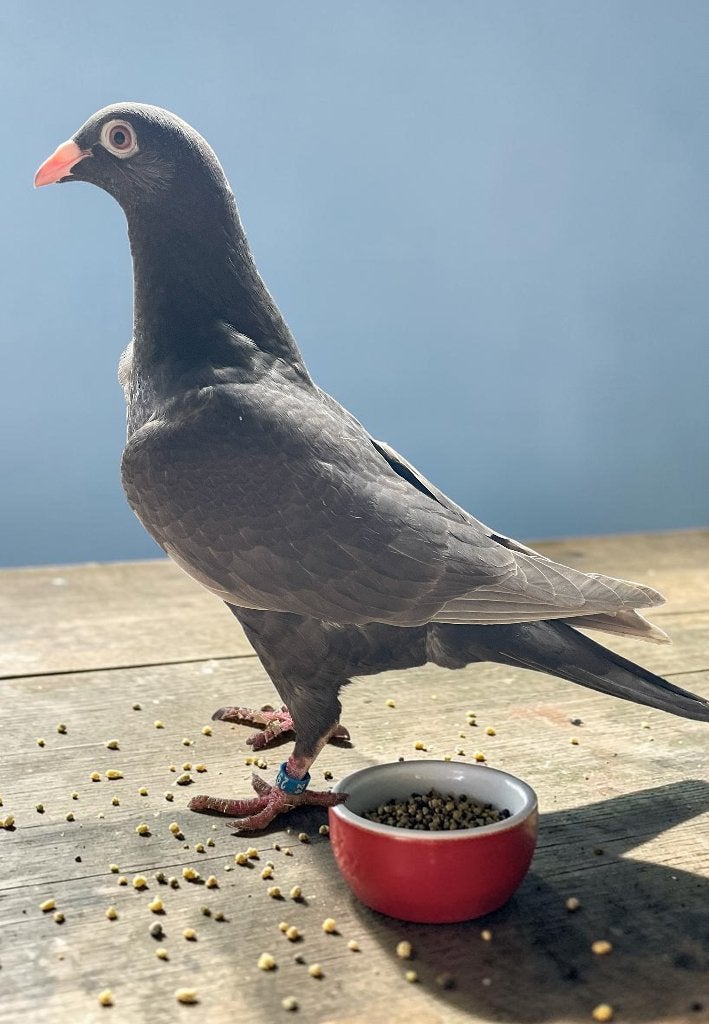 Kleurpostduif, Dieren en Toebehoren, Vrouwelijk, Postduif