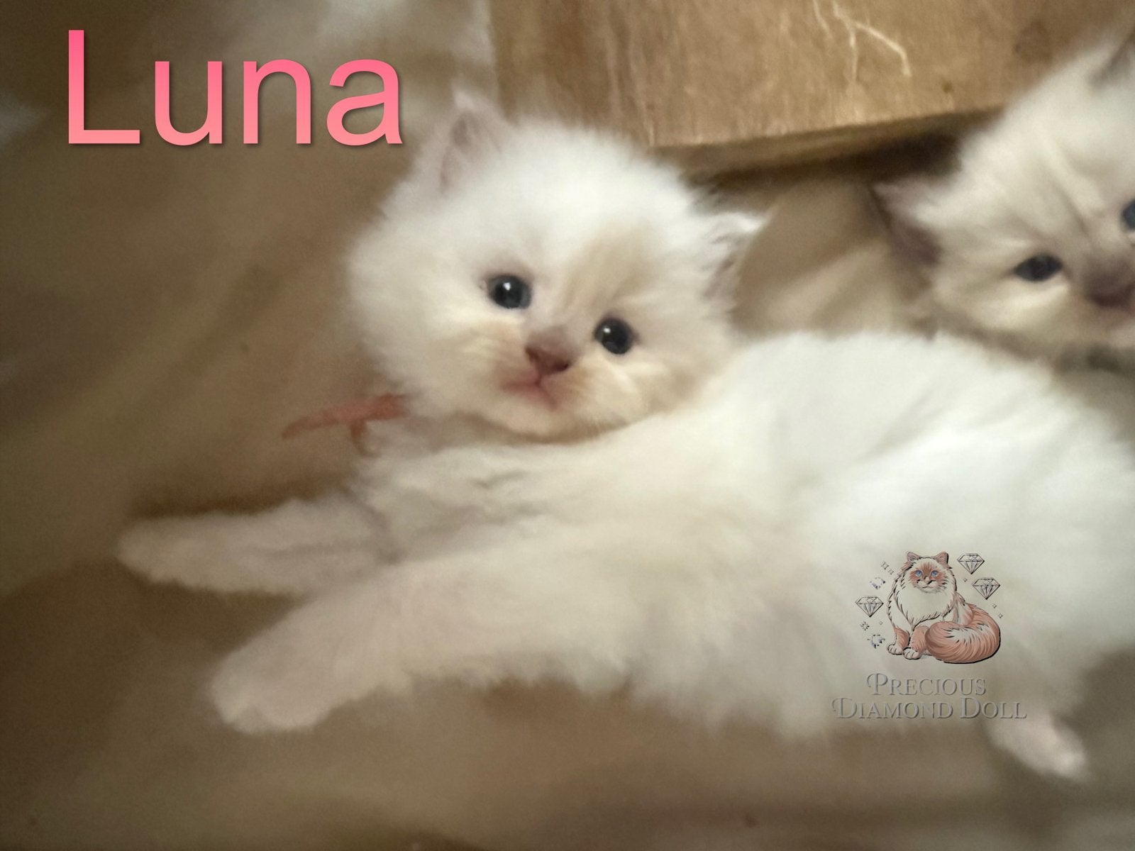 Zeldzame, Huiselijke ragdoll kittens met stamboom!, Meerdere dieren, Met stamboom, 0 tot 2 jaar