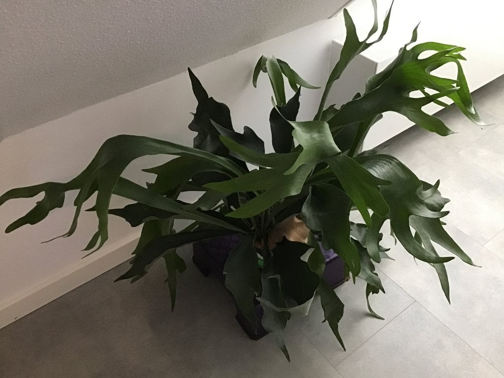 Grote Hertshoornvaren (Platycerium), Ophalen, 100 tot 150 cm, Overige soorten, Halfschaduw