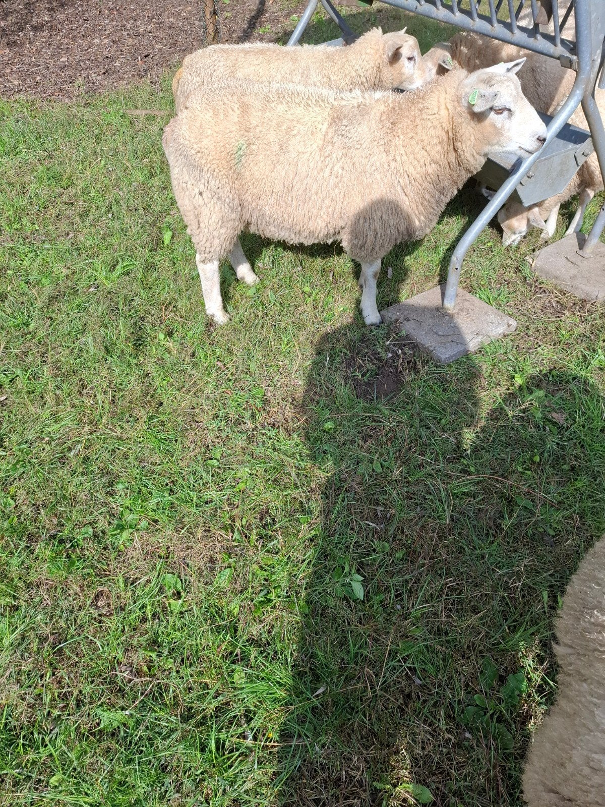 texelaar x swifter lammeren, Dieren en Toebehoren, Meerdere dieren, Schaap, 0 tot 2 jaar