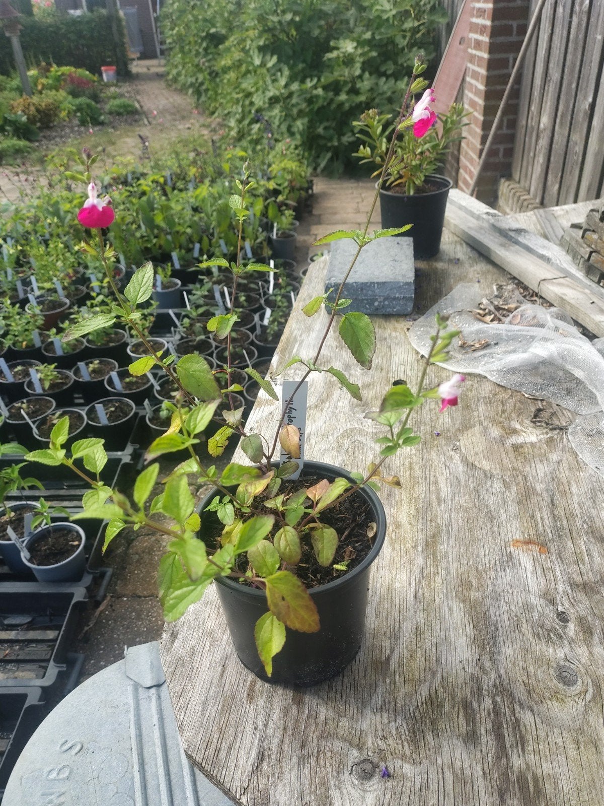 Salvia Microphylla Pink Lips, Tuin en Terras, Ophalen, Overige soorten, Volle zon