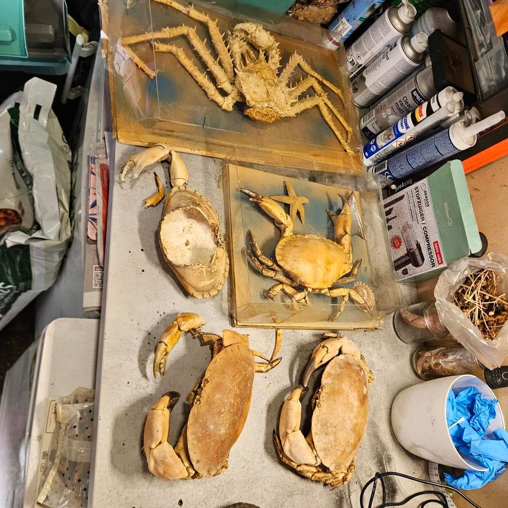 Opgezette Krabben krab Opgezet taxidermie taxidermy, Verzamelen, Ophalen of Verzenden, Opgezet dier