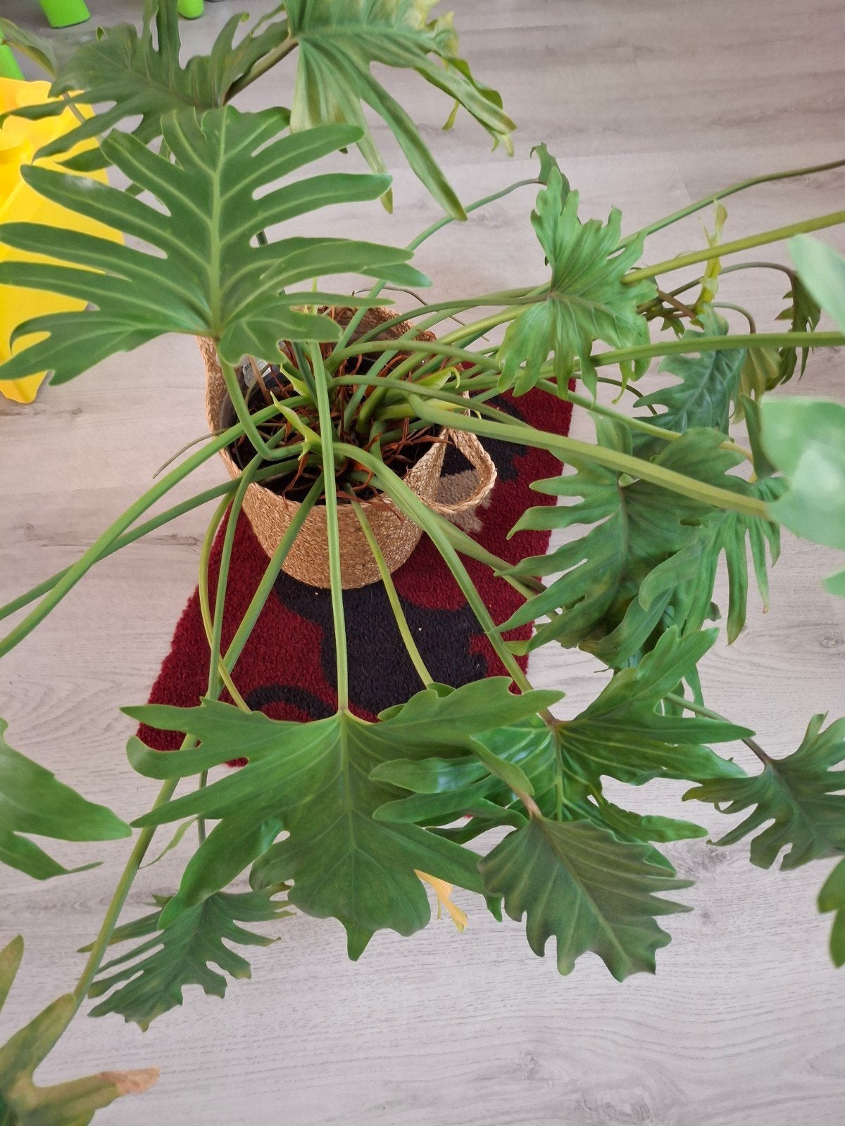 Philodendron plant in rieten pot, Ophalen, Overige soorten, Halfschaduw, In pot