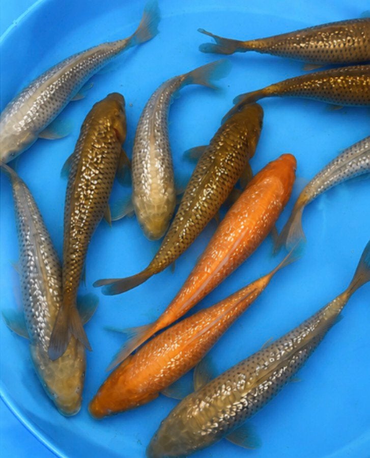HQ handtamme Tosai 27-30cm. Chagoi/ Soragoi/Karashigoi, Karper of Koi