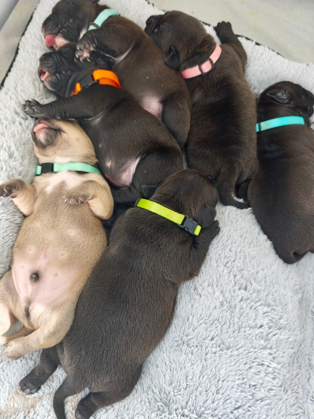 Pocket bully/ standaard bully pups, Dieren en Toebehoren, 8 tot 15 weken, Bulldog, Meerdere, Meerdere dieren
