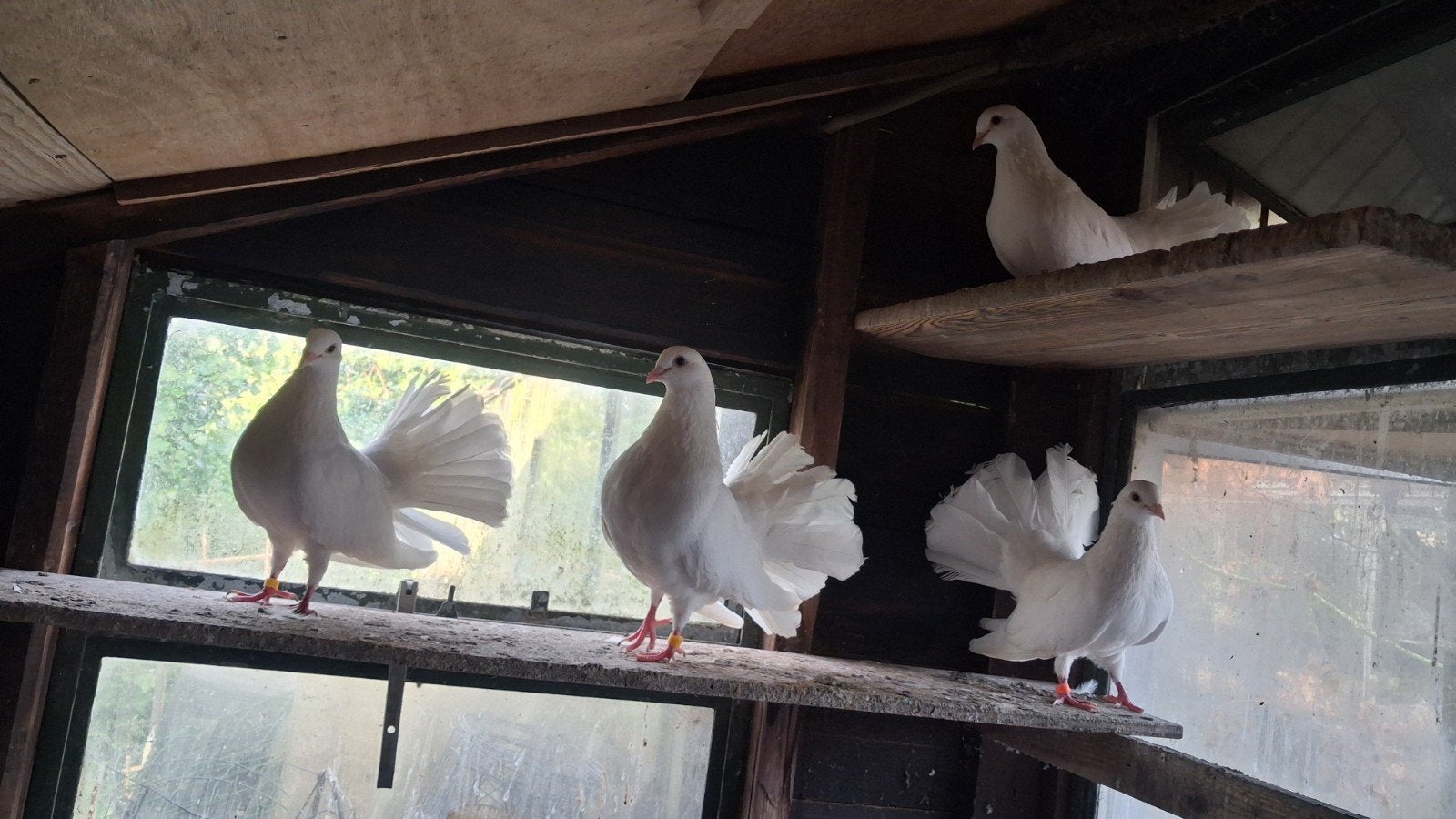 Jonge pauw staart duiven te koop!!, Dieren en Toebehoren, Vogels | Overige Vogels, Meerdere dieren