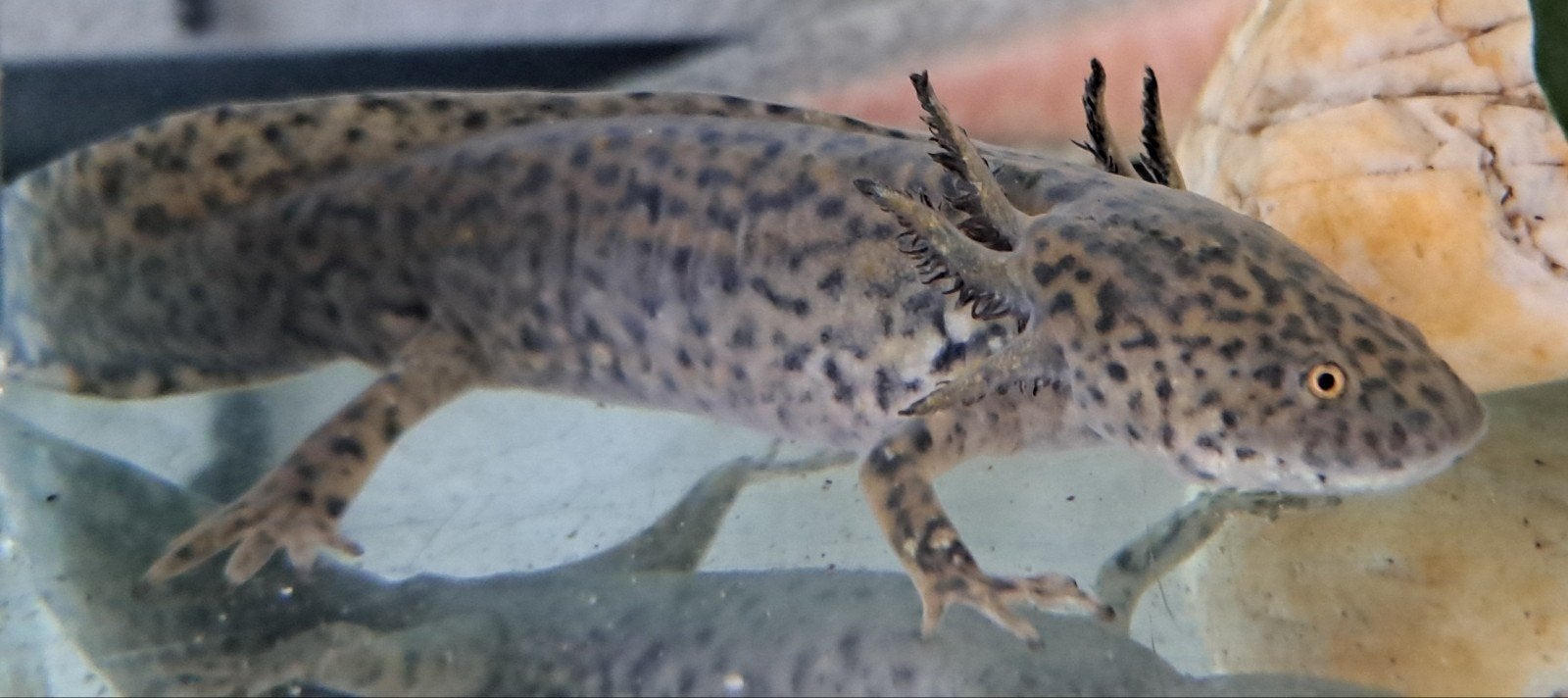 Axolotl, Vis