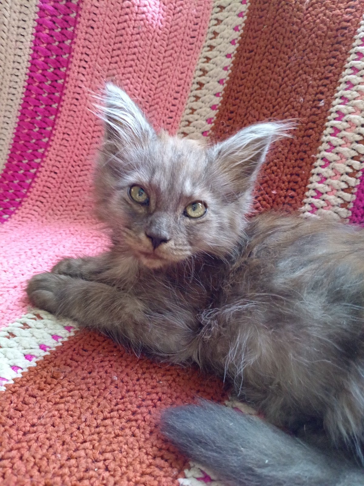 maine coon kittens, Dieren en Toebehoren, Kater, Ontwormd, 0 tot 2 jaar