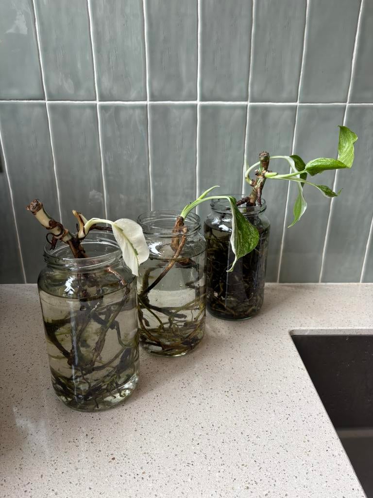 3 stekjes Monstera Variegata, Ophalen, Overige soorten, Halfschaduw, Minder dan 100 cm