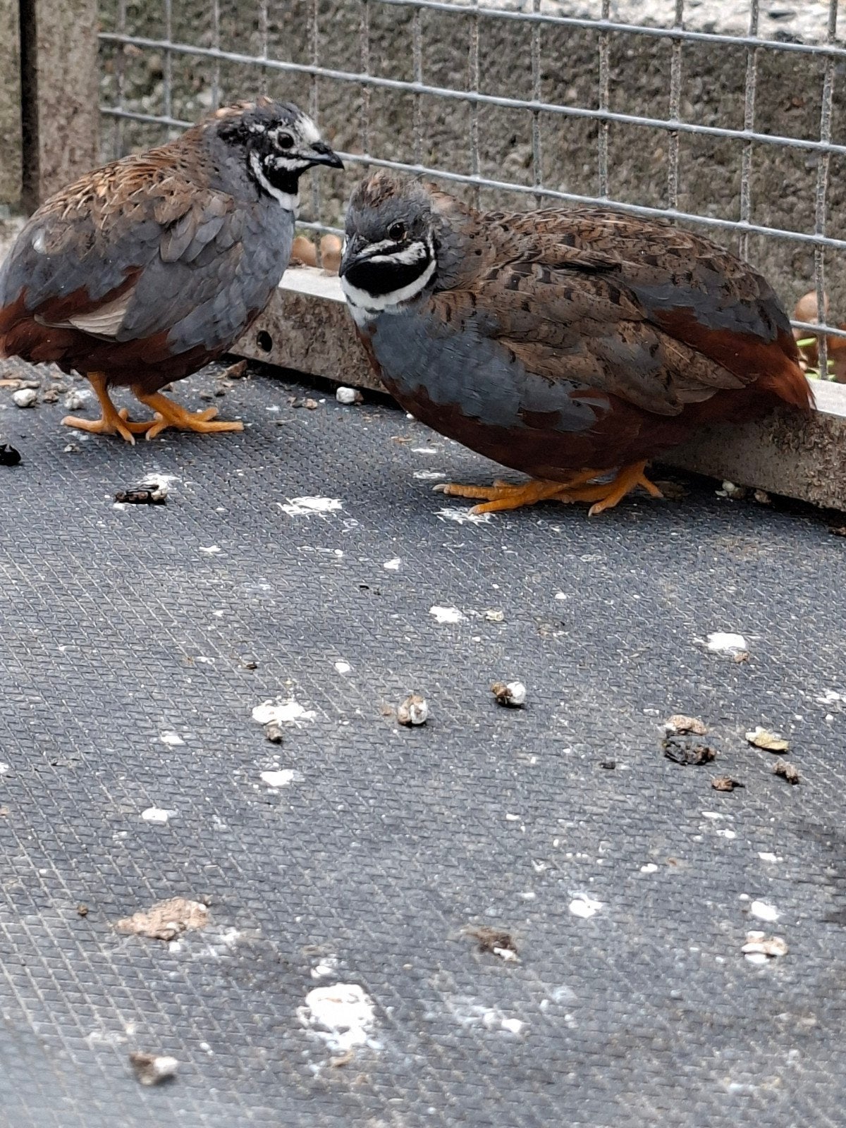2 kwartel mannen, Mannelijk