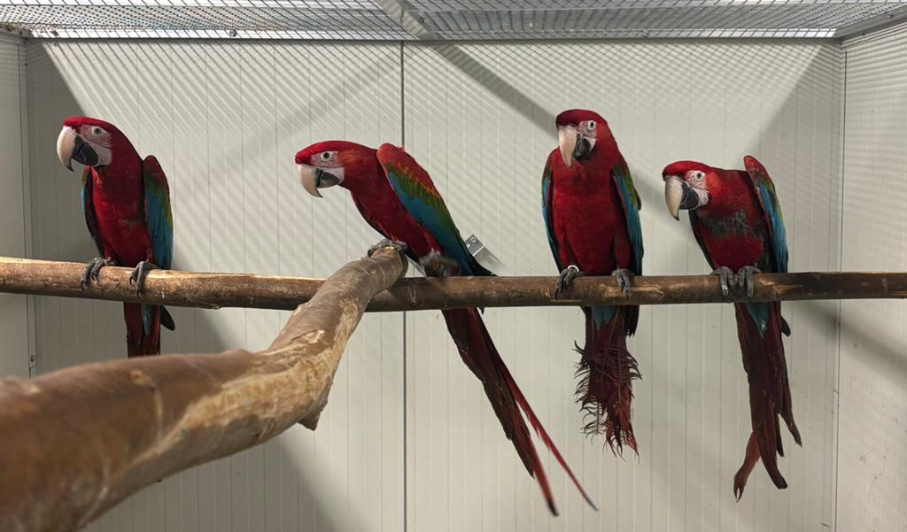 1-3 Groenvleugel Ara’s, Dieren en Toebehoren, Vogels | Parkieten en Papegaaien, Meerdere dieren, Papegaai