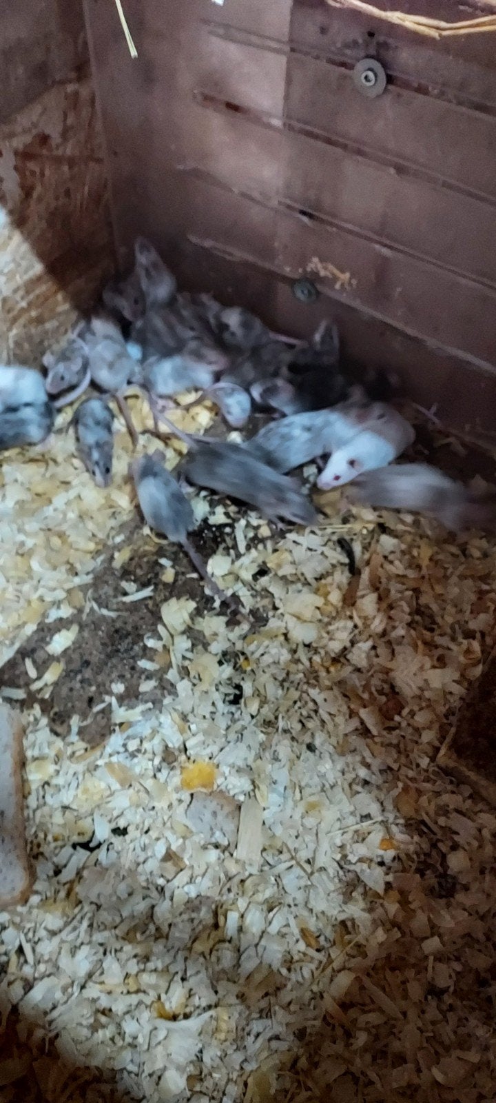 muizen, Augustus, Meerdere dieren, Muis
