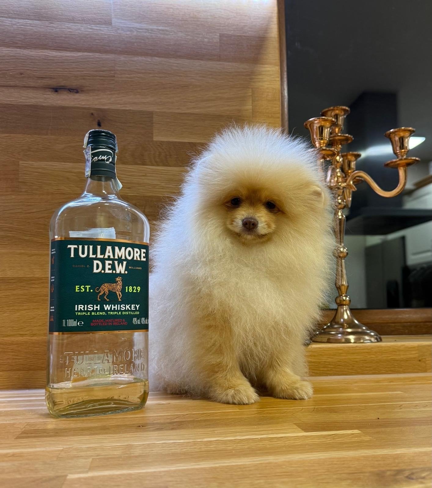 Pomeranian Pomeriaan, 15 weken tot 1 jaar, Overige rassen, Buitenland, Meerdere