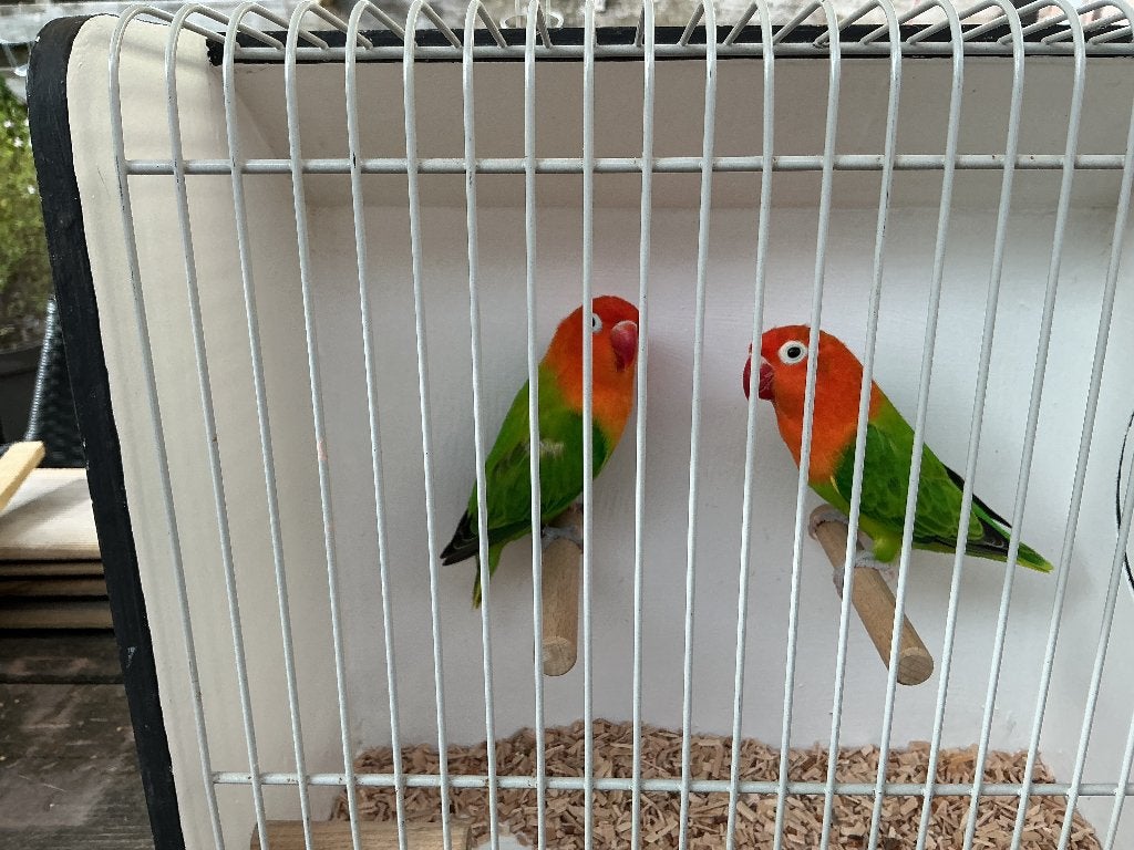 Ficheri koppel, Meerdere dieren, Dwergpapegaai of Agapornis, Geringd