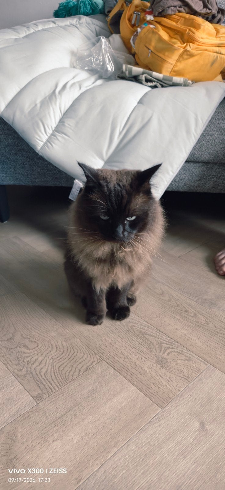 Ragdoll Kaffe, Kater, Langharig, 3 tot 5 jaar