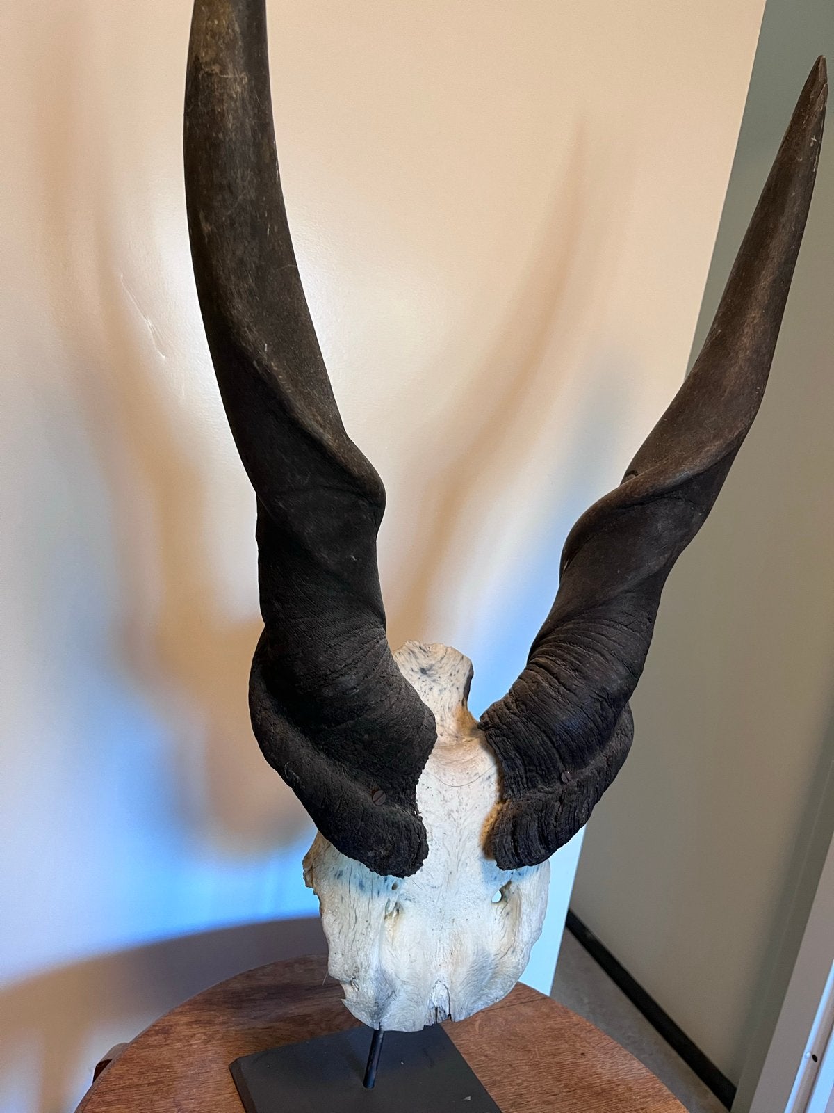 Elandantilope schedel met Hoorns, Ophalen, Zo goed als nieuw, Overige soorten, Gewei of Kop