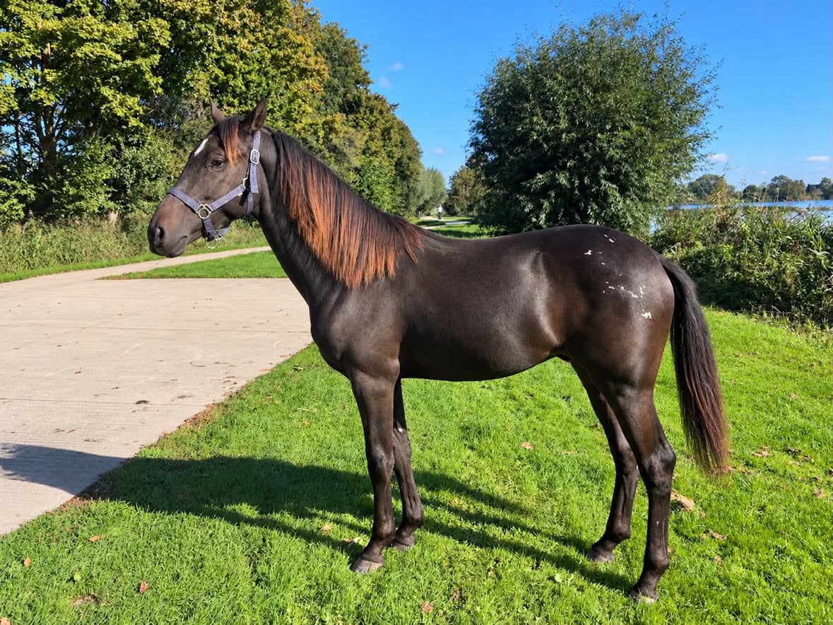 Te koop: Superbrave jonge ponyhengst!, Dieren en Toebehoren, 0 tot 2 jaar, Hengst, Gechipt, Onbeleerd