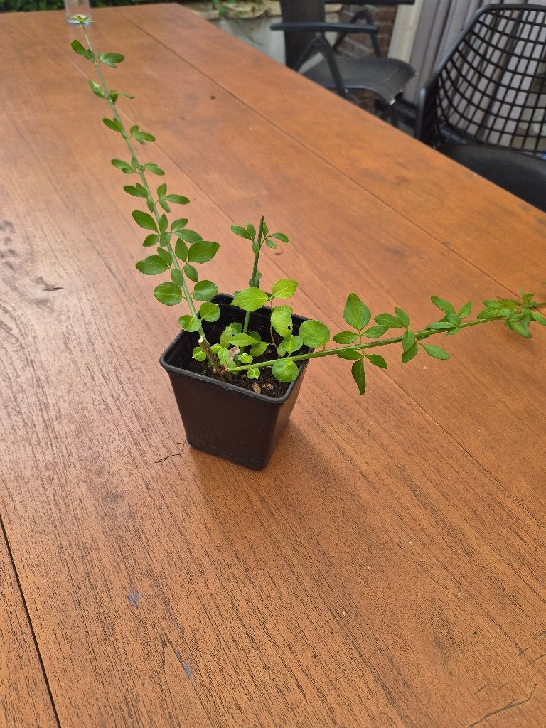 Klimplant: Winterharde Jasmijn (Trachelospermum jasminoides), Volle zon, Vaste plant, Ophalen of Verzenden, Klimplanten