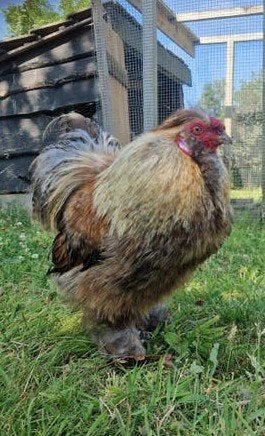 Zijdehoentjes, Dieren en Toebehoren, Pluimvee, Mannelijk, Kip