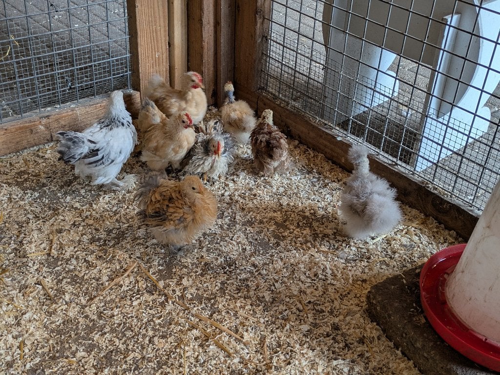 Kuikens, Meerdere dieren, Kip