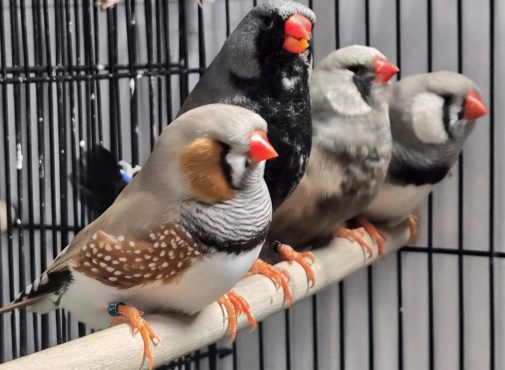 diverse jonge vinken in vele kleuren, Dieren en Toebehoren, Meerdere dieren, Wildzangvogel, Geringd