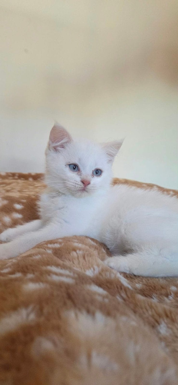 Pers x Brits Korthaar, Kater, Gechipt, 0 tot 2 jaar