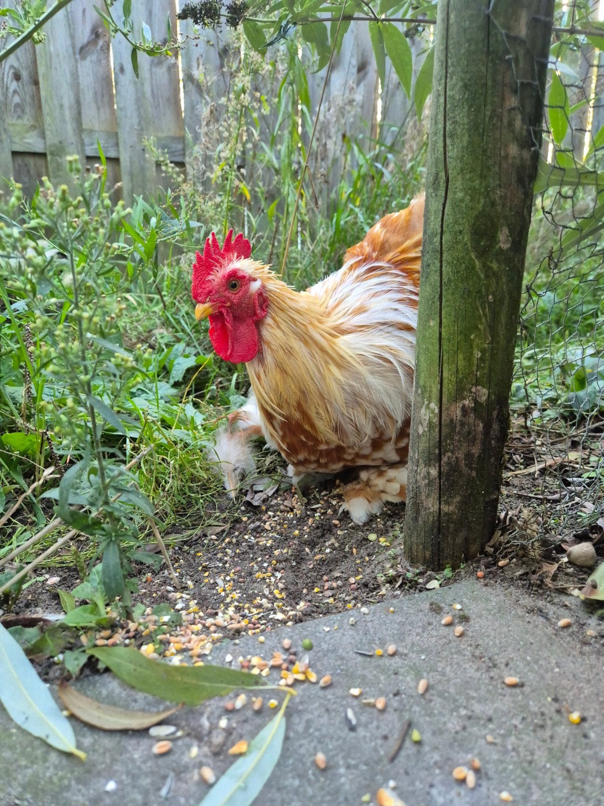 cochin haan, Dieren en Toebehoren, Mannelijk, Kip