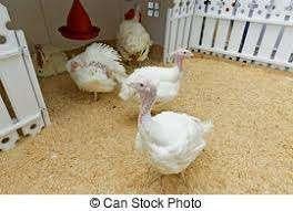 Breedborst Kalkoenen., Dieren en Toebehoren, Pluimvee, Meerdere dieren, Kip
