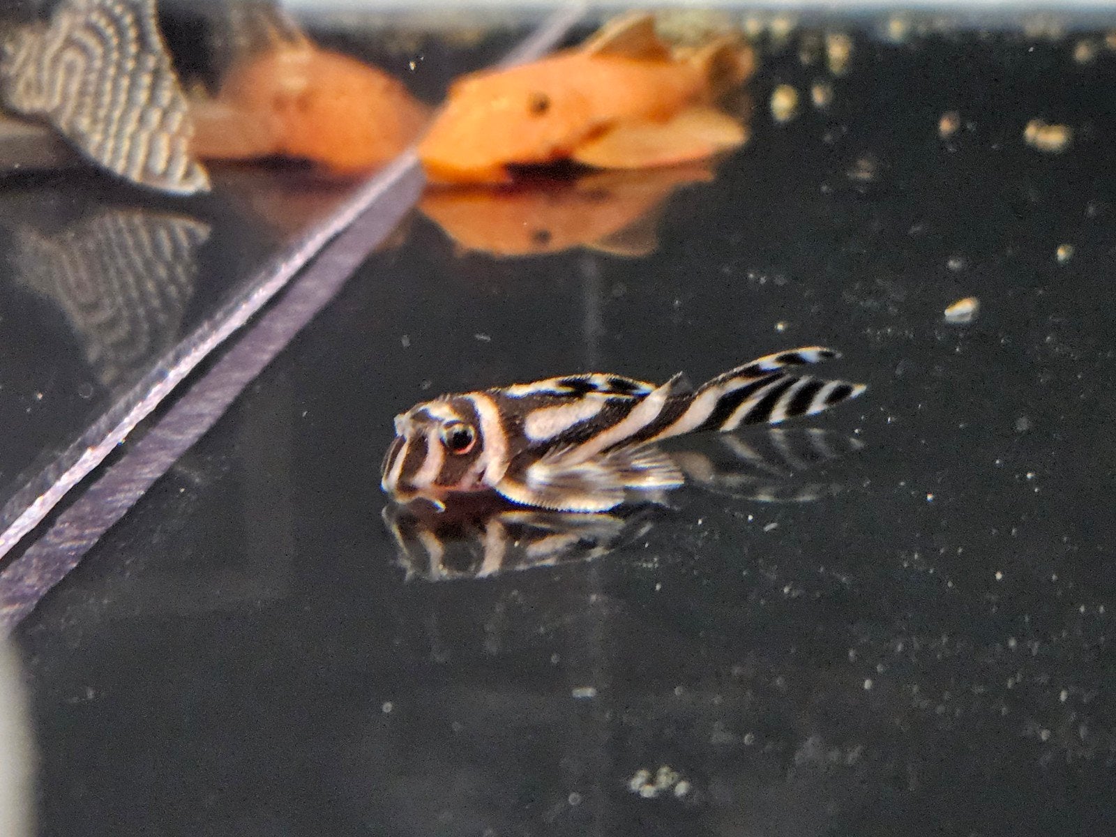 Hypancistrus L046 L46 MOPS!, Vis, Zoetwatervis, Schoolvis
